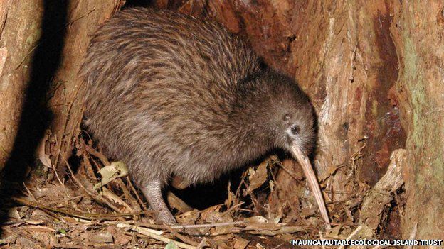 nz government pledges millions to save the kiwi