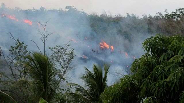 Amazon fires: how we make rainforest more flammable - BBC News