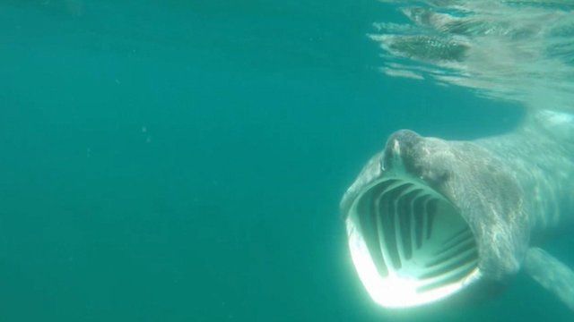 Basking Shark