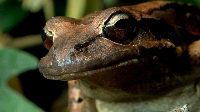 Mountain chicken frog (c) Victoria Gill
