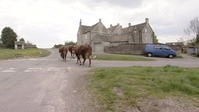 Rodborough and Minchinhampton cows