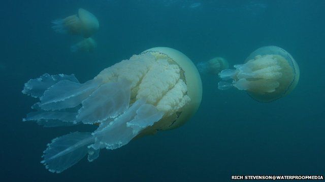 Barrel jellyfish