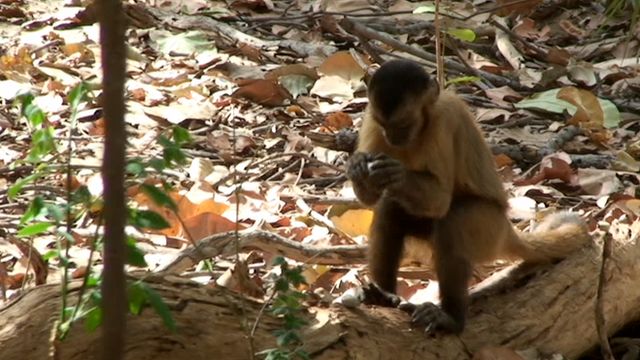 Capuchin using stones to crack a nut (c) Tiago Falotico