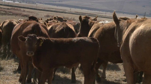 Crowdfunded cattle