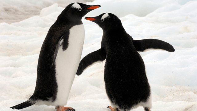 How do you move gentoo penguins across Europe? - CBBC Newsround