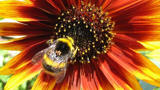 Bee on flower