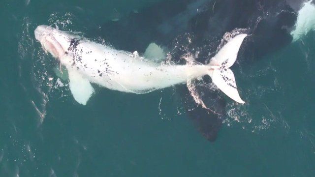 White Southern Right Whale spotted off Australian coast - CBBC Newsround