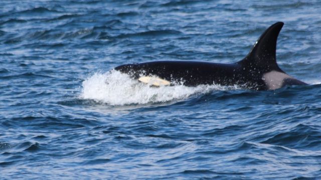 banned pollutant pcb threatens europes whales