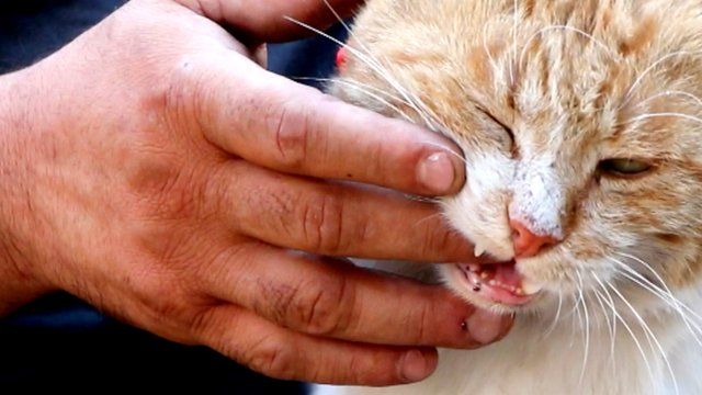Cat nibbling a man's hand