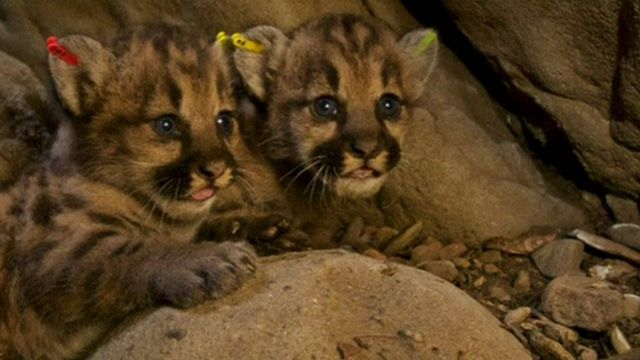 Lion cubs born in Los Angeles