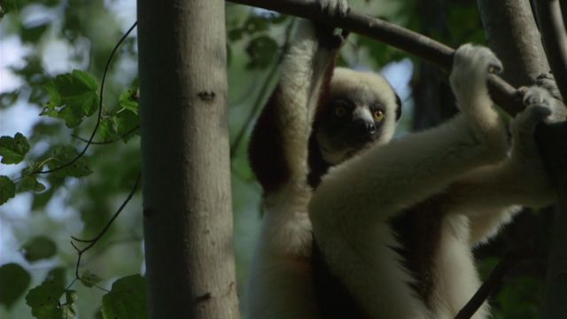 Fat-tailed lemurs could provide clues to a longer life