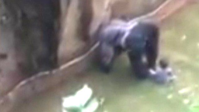 Boy in gorilla enclosure with animal