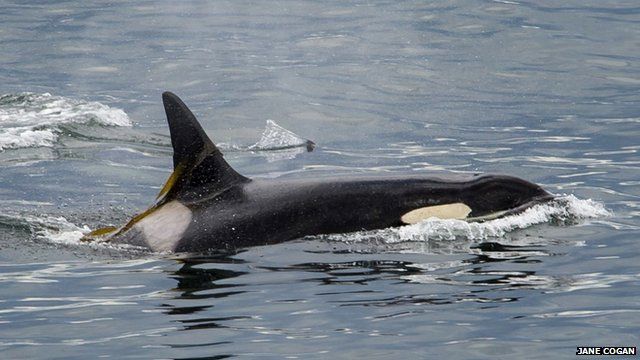 Killer whale in the Salish Sea (c) Jane Cogan