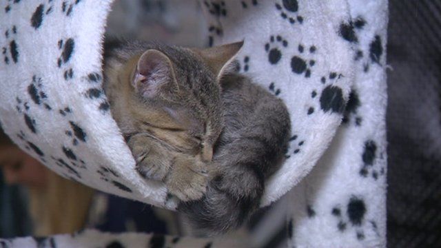  Mog  On The Tyne  Cat  cafe  craze reaches Geordie shores 