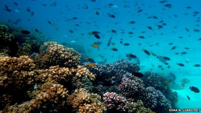 Healthy coral reef (c) Oona M. Lönnstedt