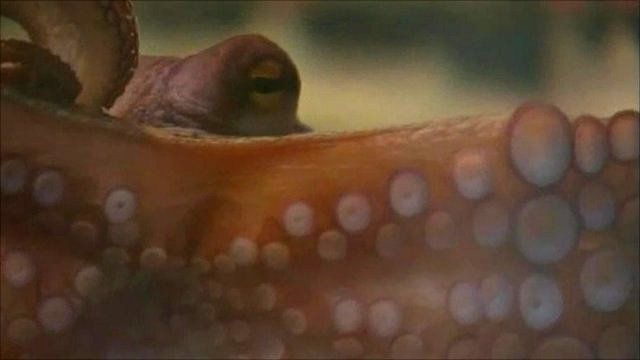 Paul the "psychic" octopus