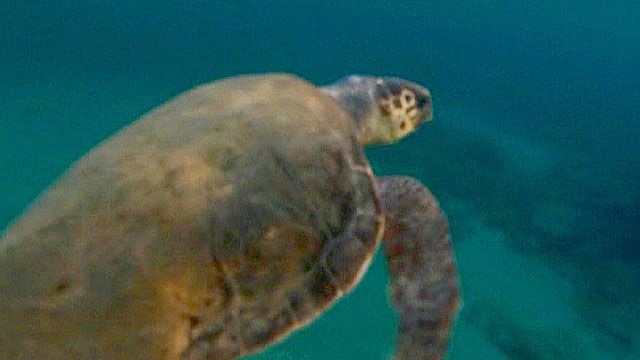 Loggerhead sea turtle