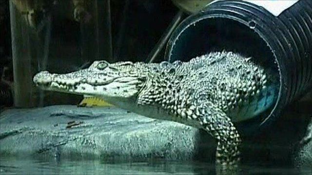 A Cuban crocodile emerges from a transportation tube