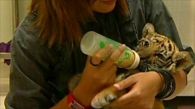 Tiger cub is fed