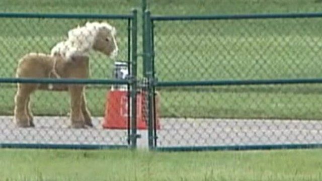 The toy pony with remote anti-terror robot