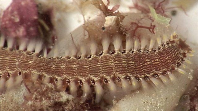 Bristle Worm