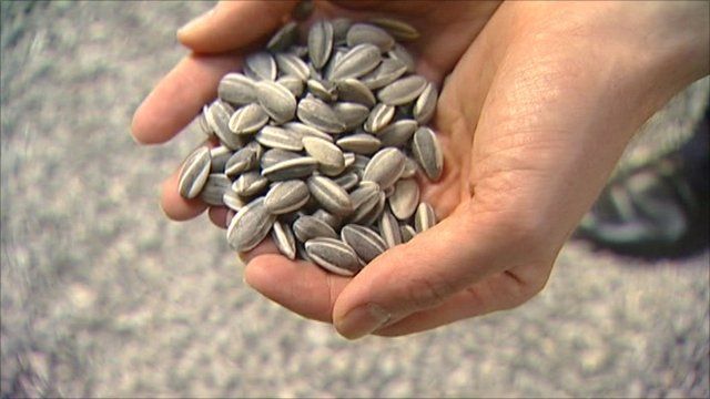 Hand painted porcelain seeds at the Tate Modern