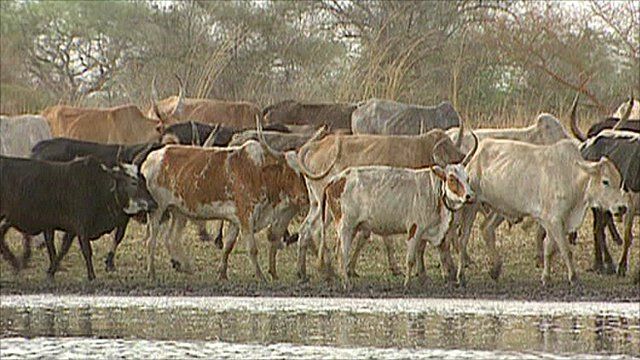 Cattle