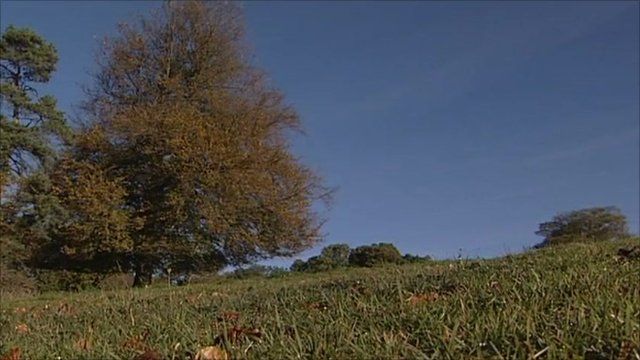 Tree in autumn
