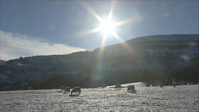 Sheep grazing in a snowy field