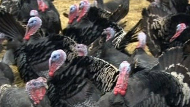 Turkeys