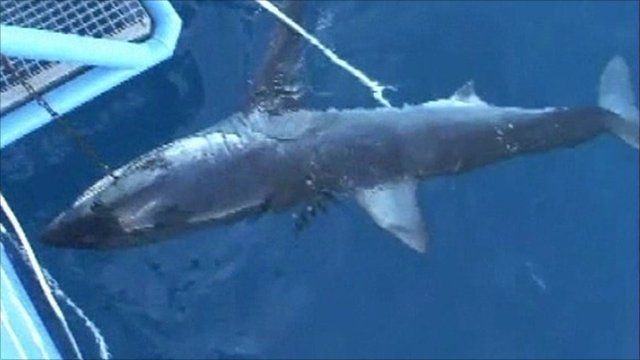 Shark