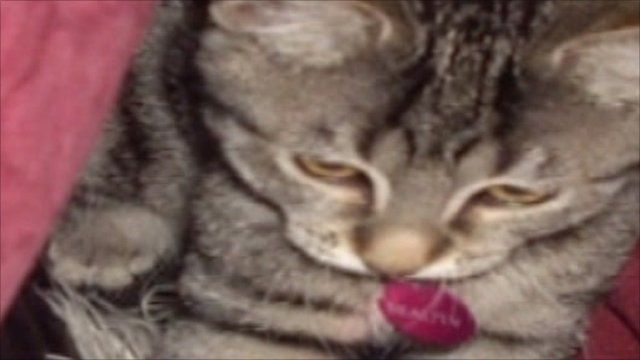 cat