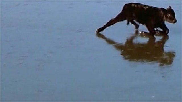 Calf struggling on frozen pond
