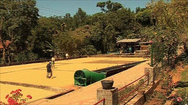 Coffee growers