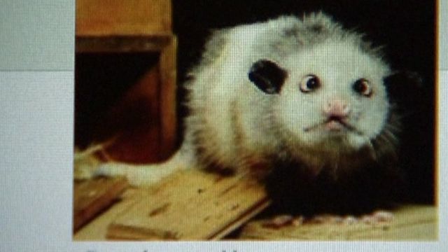 Heidi the opossum on Facebook