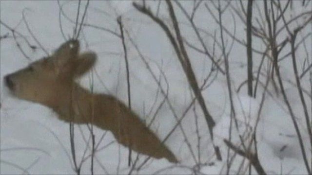 Roe Deer struggles to escape deep snow