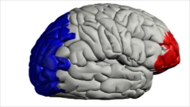 Brain