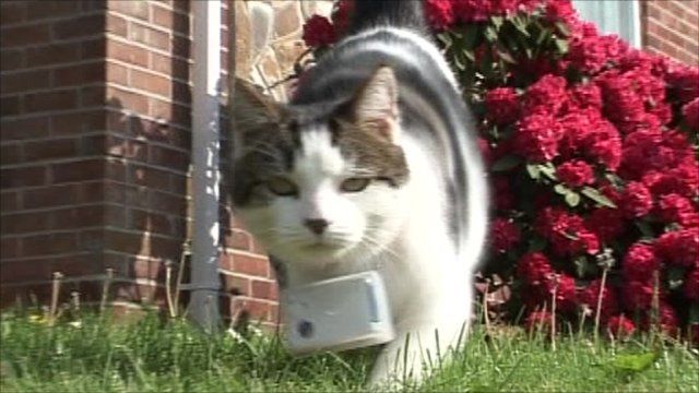 Photographing cat