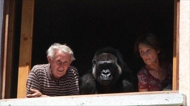 Couple with the gorilla they adopted