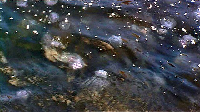 Jellyfish in sea water