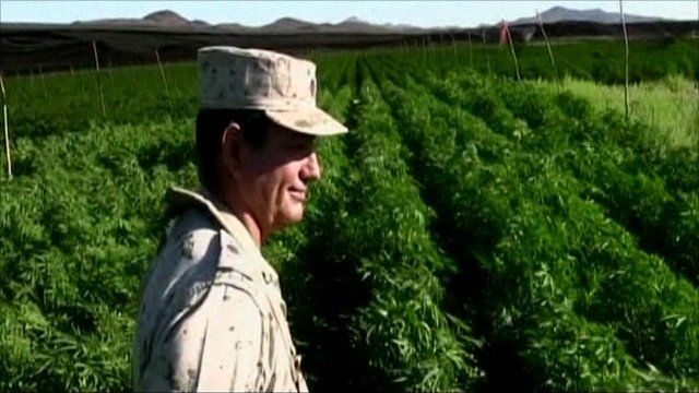 Marijuana farm