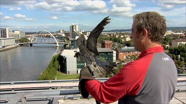 A peregrine falcon is released from the BBC Scotland rooftop