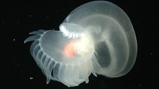 A marine animal