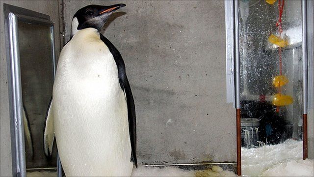 Happy Feet the penguin