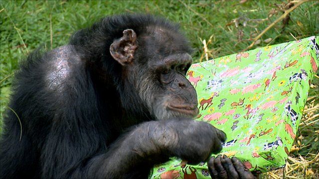 Ricky the chimp with a birthday present