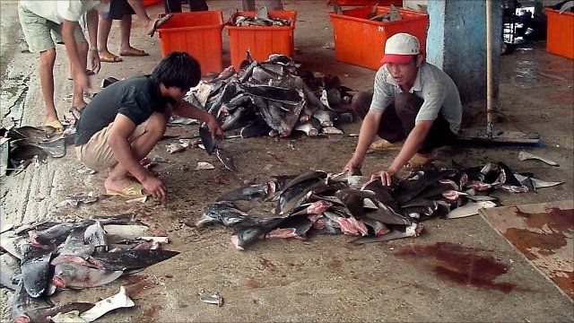 Shark fins