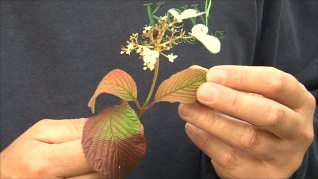 A plant blossoms for the second time this year