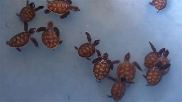 Newly born sea turtles in Indonesian national park