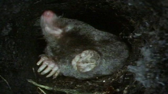 A mole underground