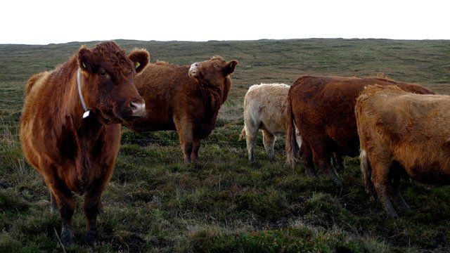 Cattle fitted with GPS